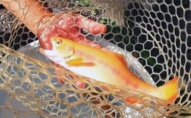 狩川渓谷マス釣り場でのエサ釣りでレアな『黄金金時ヤマメ』を狙う【神奈川…