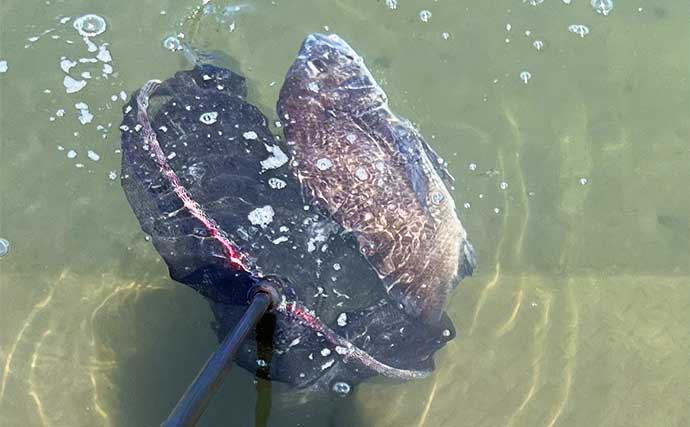 クロダイ前打ち釣りで【ボウズを回避する方法】小さく誘って大きく釣る？