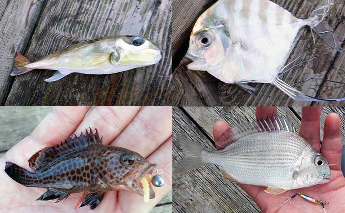 イカダでのライトルアー釣りでヒラスズキにメッキにカマスにアオリイカなど10魚種