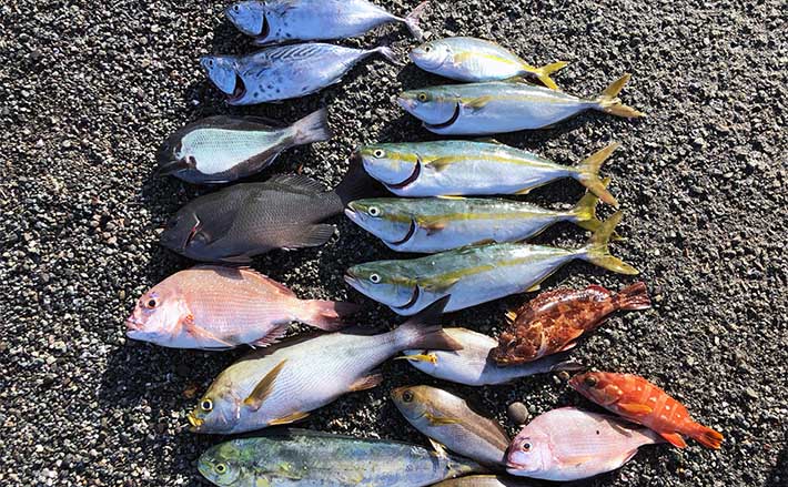 磯フカセ釣りで35cmグレ【三重・南伊勢】マダイにハマチなどゲスト多彩