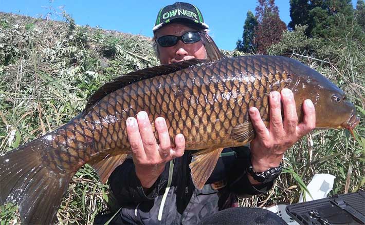 のべ竿での鯉釣りで72cm野ゴイに良型ニシキゴイと対面【岐阜・長良川】 | TSURINEWS