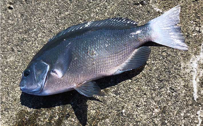 離島での堤防カゴ釣り＆泳がせ釣りで多彩魚種顔見せ【東京・神津島