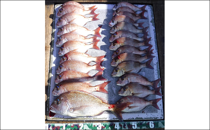 【釣果速報】ウタセマダイ釣りで60cm頭に本命数釣りの好機到来（愛知）