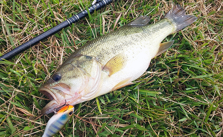 2日連続ブラックバス釣行で50cm超えにスモールマウスバスもキャッチ