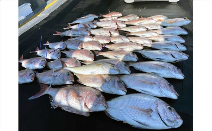 【釣果速報】タイラバで船中マダイ50尾と数釣りチャンス到来（福岡）