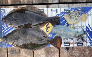 【釣果速報】イカダからのアジ泳がせ釣りでヒラメが顔出し（三重）