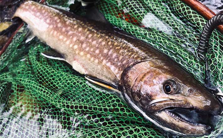 シーズン終盤の北海道トラウトフィッシングで72cmアメマスをキャッチ