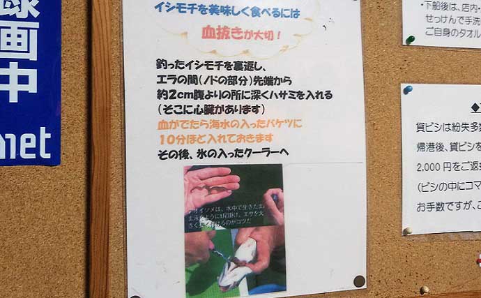 東京湾の船イシモチ釣りで良型ばかり本命52匹手中【金沢八景・黒川丸】