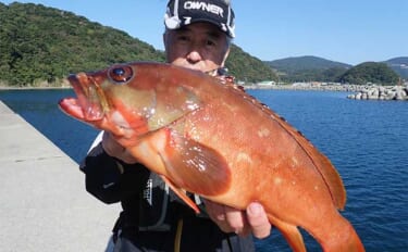 堤防エサ釣りで2kg級大型アカハタが登場【熊本・天草】アラカブは入れ食…