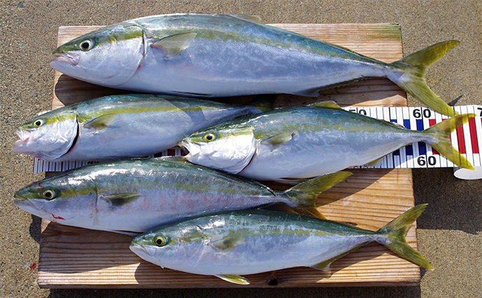 明石沖ボート釣りで青物好捕【兵庫】のませ用アジが釣れずジギング変更が奏功