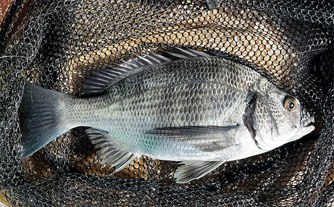 秋のカセでのダンゴ釣りで31cm頭にチヌ3枚【三重・鳥羽】まさかのヒラメが登場