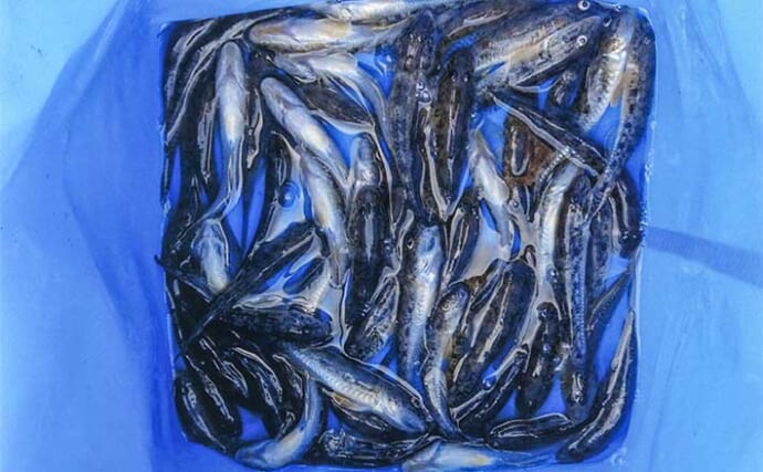 安濃川でのハゼ釣りで57匹と入れ食い堪能【三重】平均サイズは12cm程度