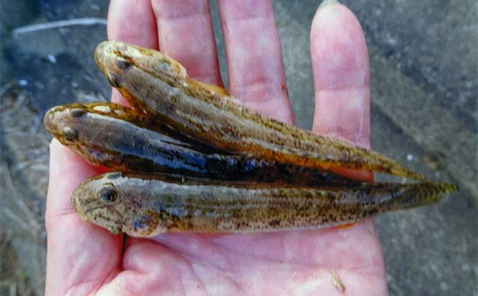 安濃川でのハゼ釣りで57匹と入れ食い堪能【三重】平均サイズは12cm程度