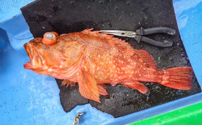 初のオニカサゴ釣りで本命と対面【静岡・光福丸】好ゲストに40cm超ウッカリカサゴ