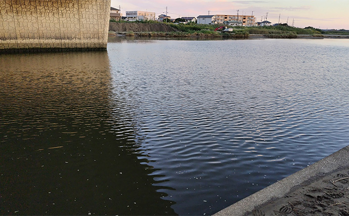 養老川のルアーシーバス釣りで50cm級本命【千葉】フローティングミノーにヒット