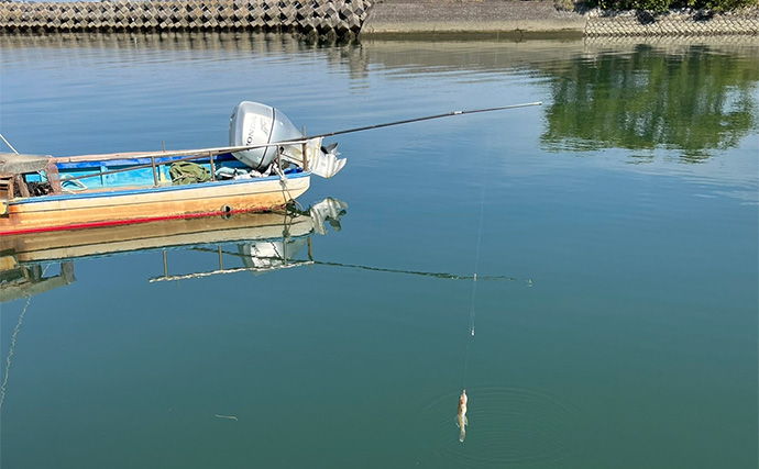 河口のハゼ釣りで本命33匹【三重・赤須賀漁港】潮動くタイミングで活性アップ