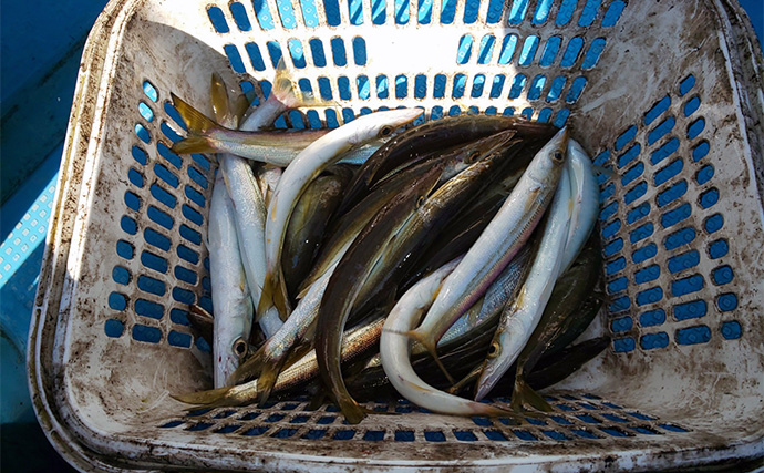 近海ジギング釣行で本命マハタ不発もカマス手中【三重】ジグサビキ仕掛けに連掛け