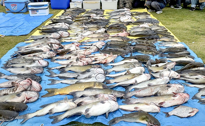 霞ヶ浦で「外来種を狙う釣り大会」が開催　300匹のアメリカナマズが登場