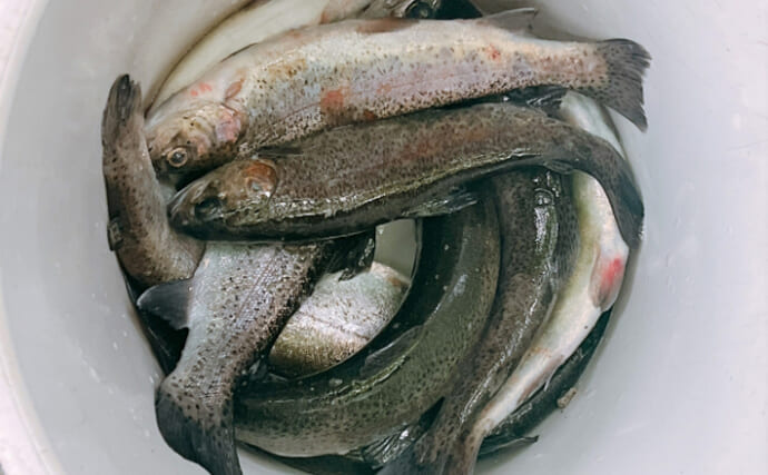 70年ぶりにニジマスの釣り規制が解除されたワケ　保護対象から有害外来種へ