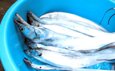 大分でタチウオの漁獲量が激減中　稚魚の育成技術が確立してないから放流も不可