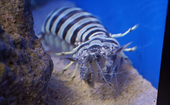 意外と多い「トラ」が名前につく魚介類　『虎魚』の読みには注意？