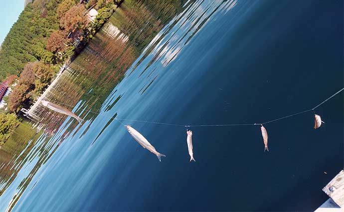 芦ノ湖ボートワカサギ釣りで本命372尾手中【神奈川】平均サイズは7cm程度