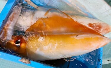 【釣果速報】良型タルイカにマイカ（ケンサキ）とイカ釣りに熱視線（福井）
