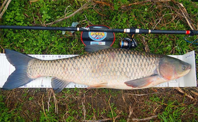 晩秋の増水河川でのウキ釣りで114cmソウギョ登場【元荒川】付き場を狙い撃ち