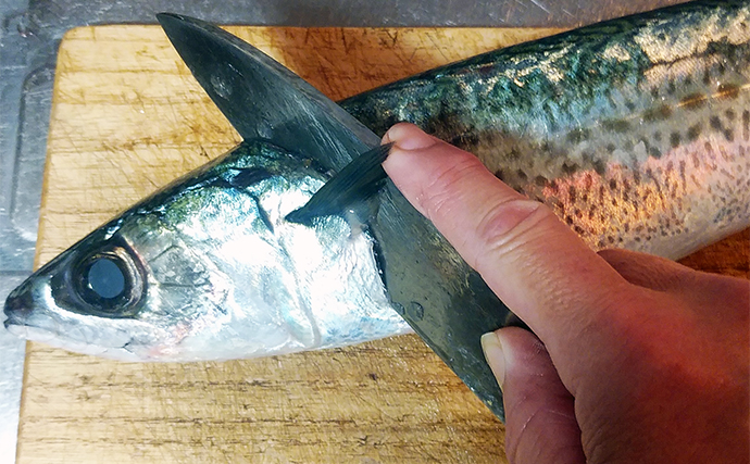 釣った「ゲスト魚」レシピ：ゴマサバのネズ和え　マヨネーズは最強調味料？