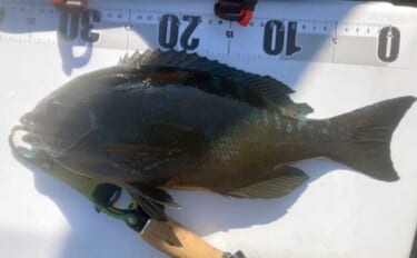 ルアー釣り愛好家が磯フカセ釣りに初挑戦で40cm口太グレを手中【高知・鵜来島】