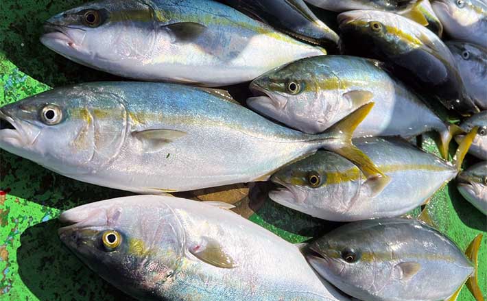 富山湾の青物ジギング釣行でサゴシにフクラギ【第二美丸】ブリサイズは