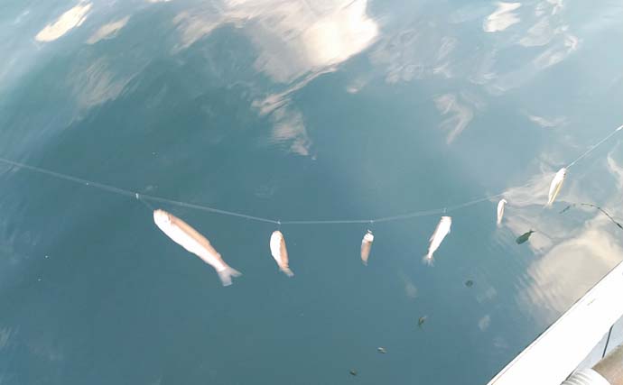 相模湖のボートワカサギ釣りで本命422尾【神奈川】小さく細かな誘いが有効