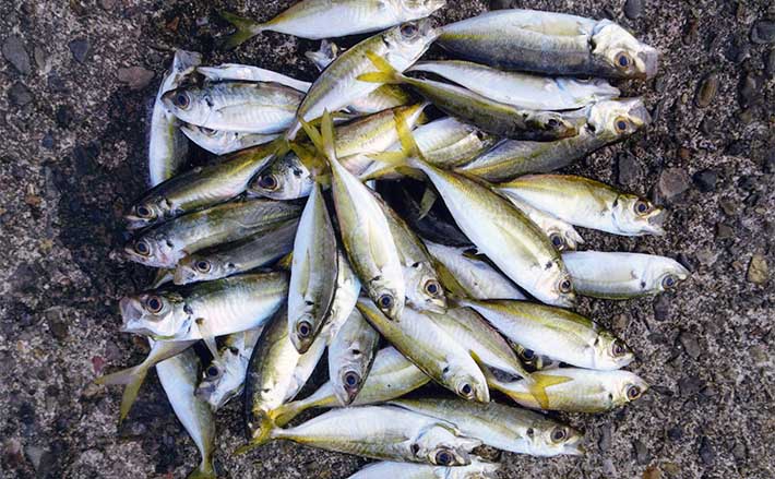 魚釣り 20231215cb0701.jpg