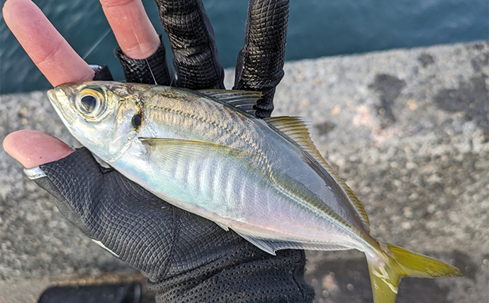 寒チヌ狙いフカセ釣りで40cm級頭にクロダイ5尾をキャッチ【静岡・清水港】