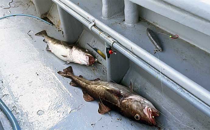 日本海のマダラ釣りで6kg頭に3尾【新潟・光海丸】激速の潮流＆サメに大苦戦
