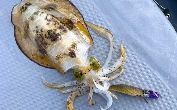 ティップラン釣行で1.1kgアオリイカ【北九州・Booth】ラインテンション