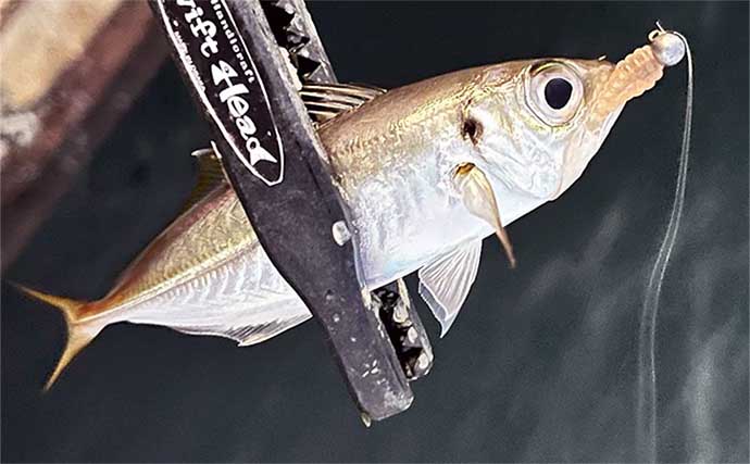 海釣りの万能ルアー『魚子メタル』はエリアトラウトにも流用可能だった