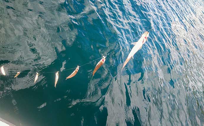 芦ノ湖の半日ボートワカサギ釣りで14cm頭に本命472尾手中【神奈川】