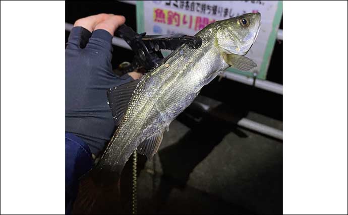 『シーサイドコスモ』でのライトルアー釣行でアジにメバルなど4魚種【大阪】