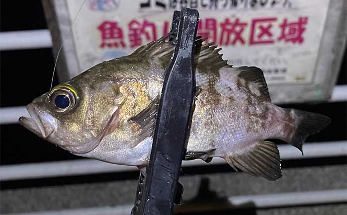 『シーサイドコスモ』でのライトルアー釣行でアジにメバルなど4魚種【大阪】
