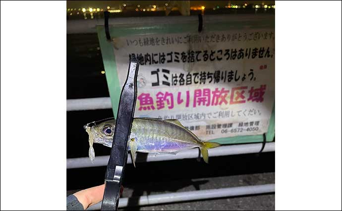 大阪南港のアジング釣行で22cm頭に15尾キャッチ　噂のデカアジは不発