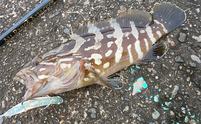 陸っぱりライトロック釣行で『クエ』登場【三重】エギングタックルでゲット