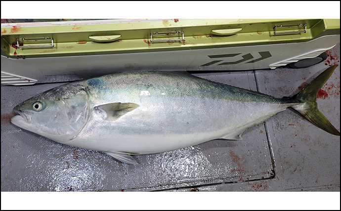 日本海の『電気ブリ』釣りで12kgの大型ゲット【新潟・里輝丸】イカエサにヒット