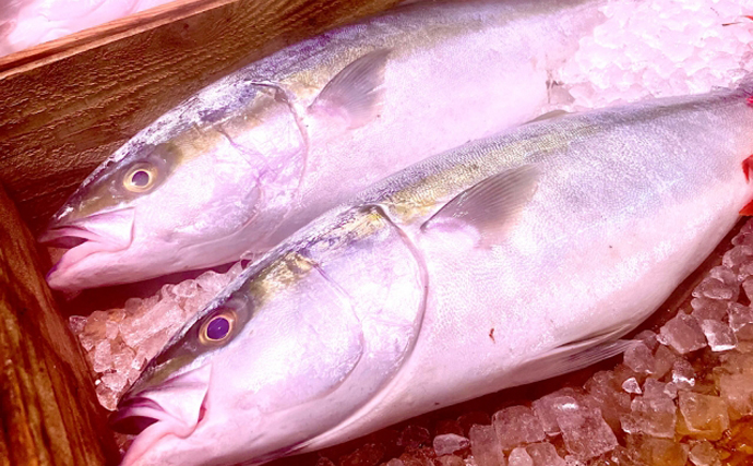 長引くサケ不漁の影響で【日本の年取り魚は「ブリ」に統一される可能性】