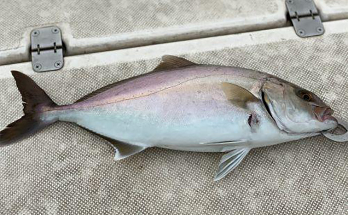東京湾で釣れた魚で一番の美味は60cm『ギンガメアジ』　ガイド船船長が太鼓判