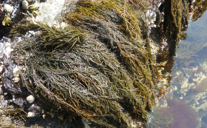 今もっとも注目されている養殖物は「海藻」　理由は食用以外の目的にアリ