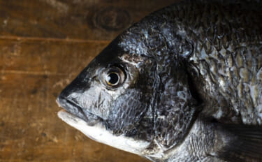 「漁業の大敵」のイメージが定着しつつあるクロダイが釣り人に人気のワケ