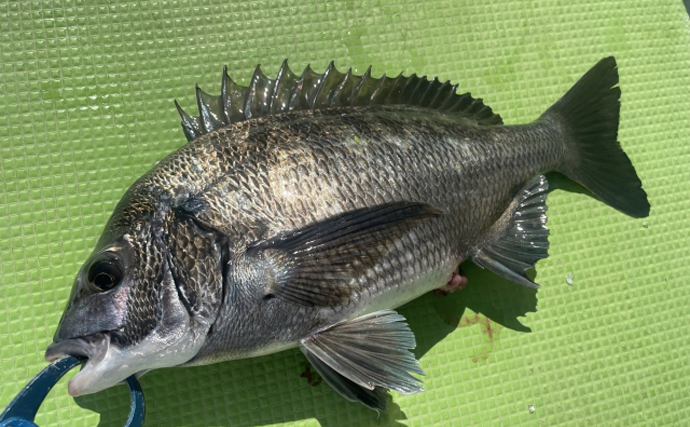 「漁業の大敵」のイメージが定着しつつあるクロダイが釣り人に人気のワケ
