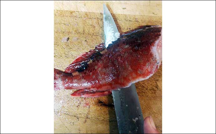 釣魚で作る「刺身アレンジ」レシピ：アラカブのゴマ和え　味の深みが倍増