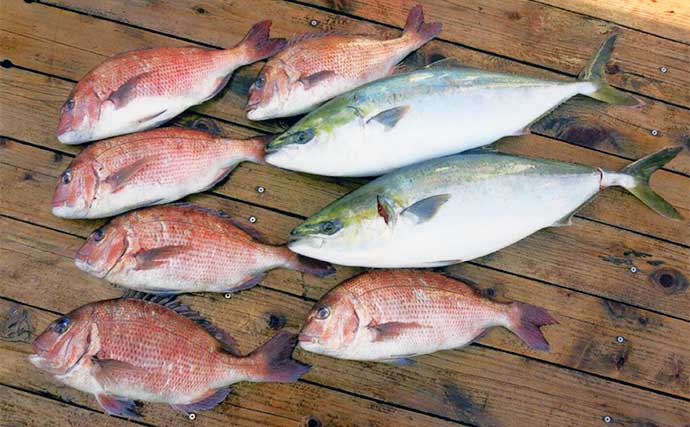 海上釣り堀の代表魚「マダイ」と「ブリ」を食べ尽くそう　おすすめレシピ8選